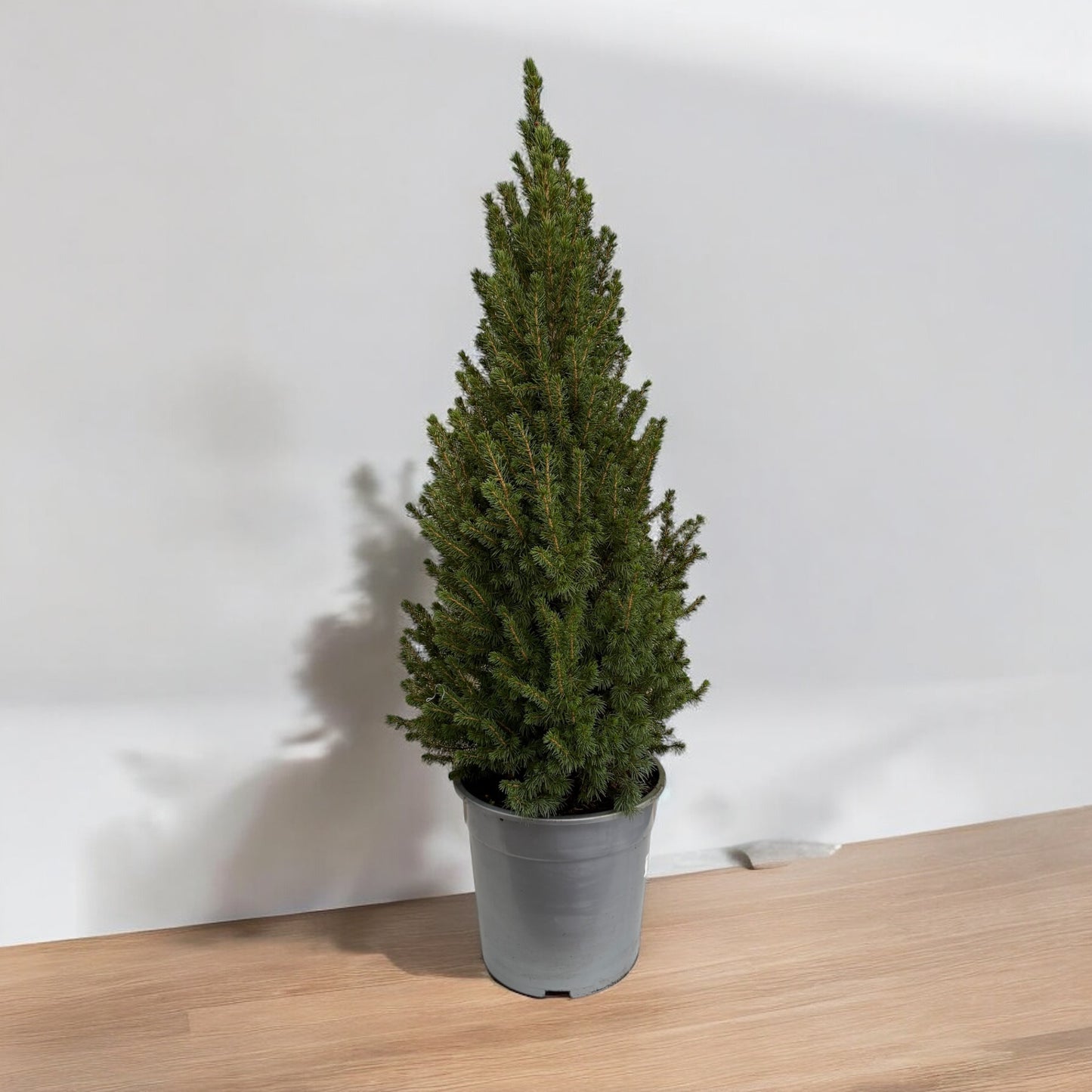 Picea Glauca Albertiniana Conica