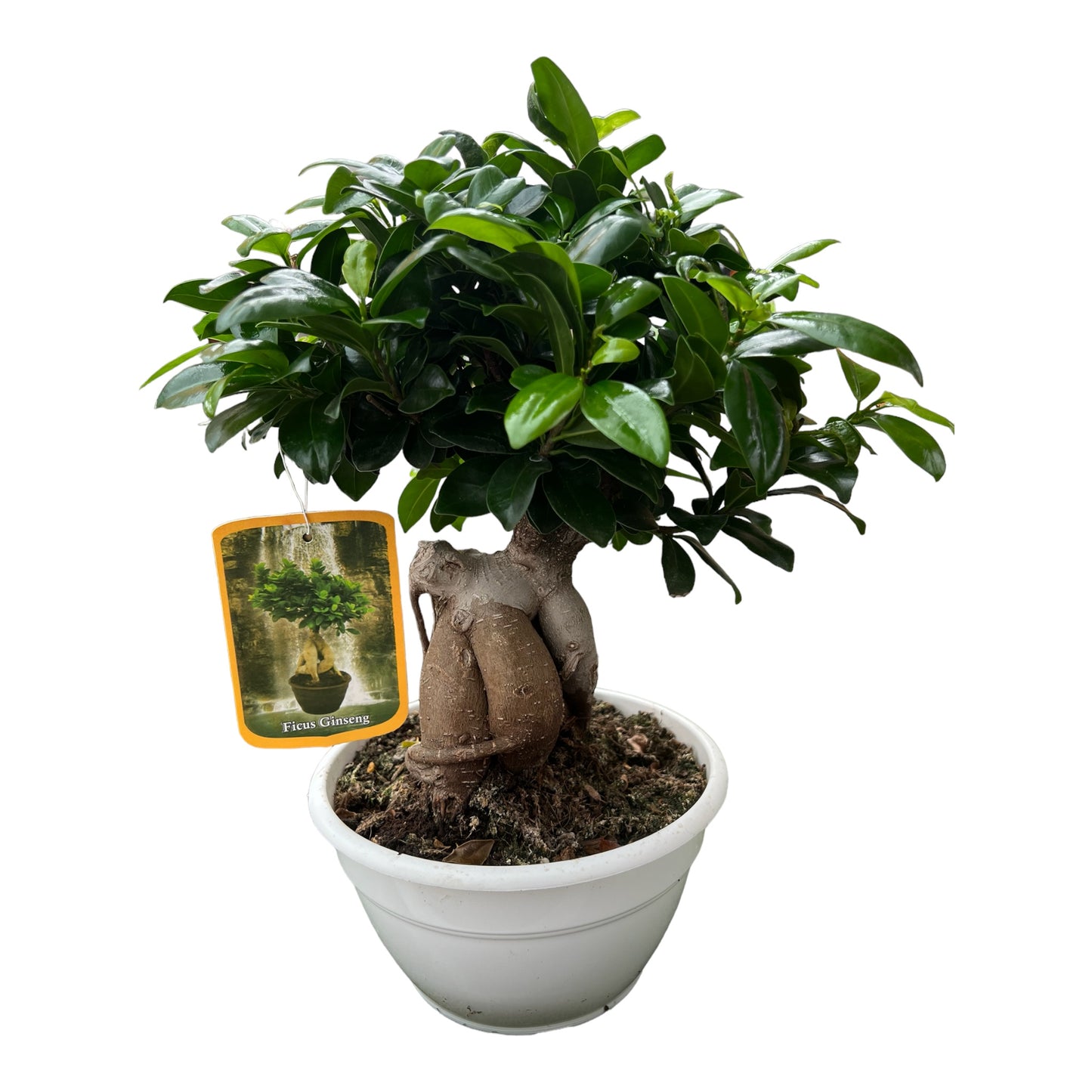 BONSAI FICUS GINSENG