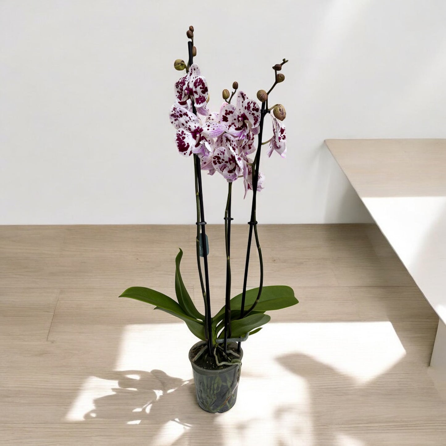 Phalaenopsis 3 steli