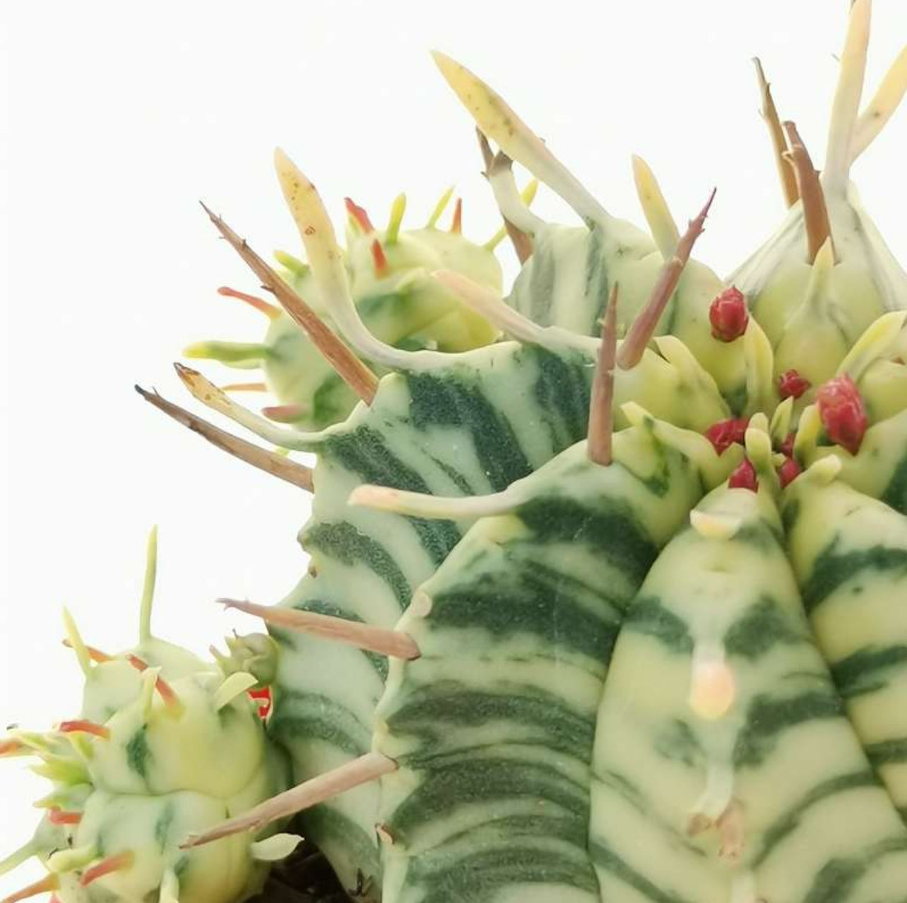 EUPHORBIA MELOFORMIS F. VARIEGATA