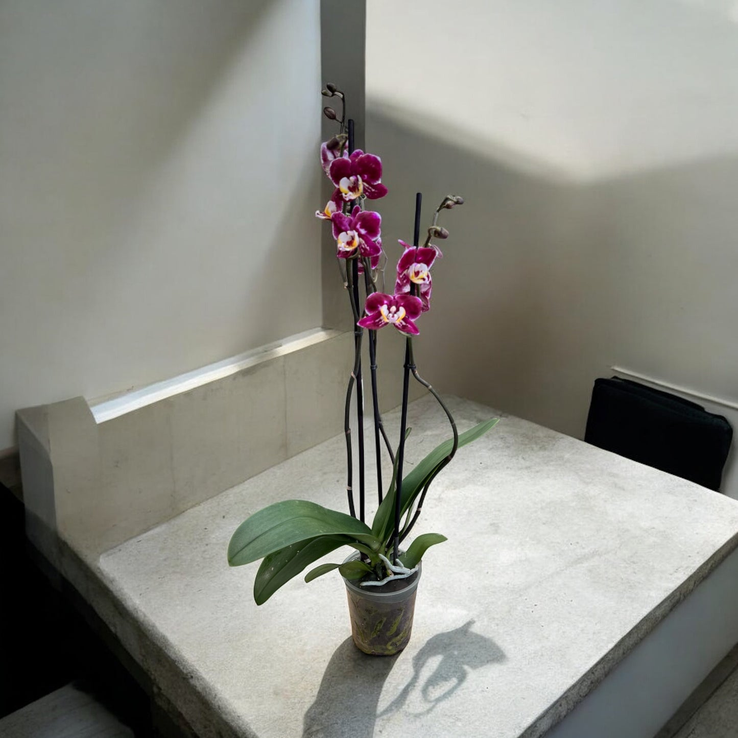 Phalaenopsis 3 steli