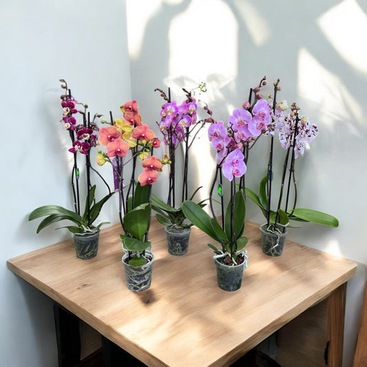 Phalaenopsis 3 steli