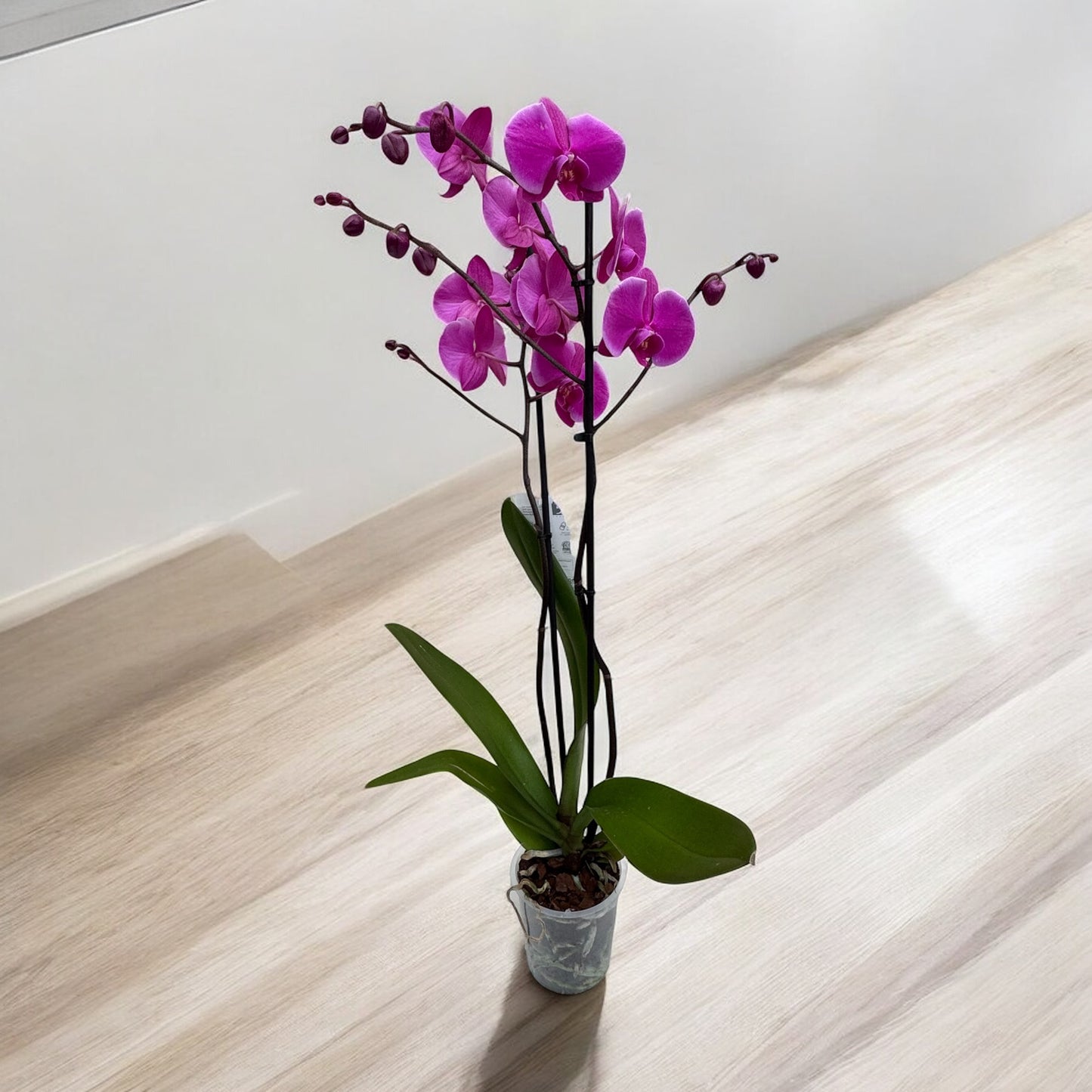 Phalaenopsis 2 steli