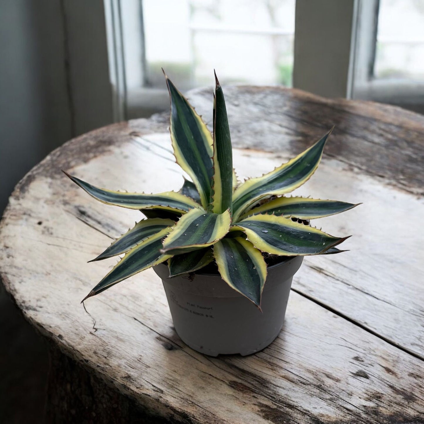 Agave Americana Variegata