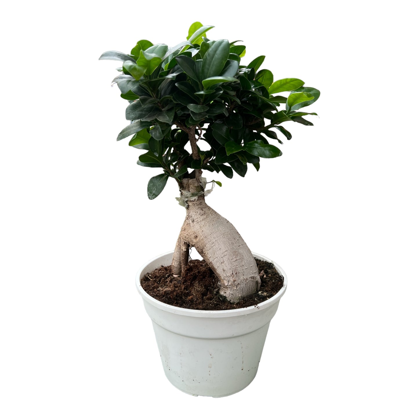 BONSAI FICUS GINSENG