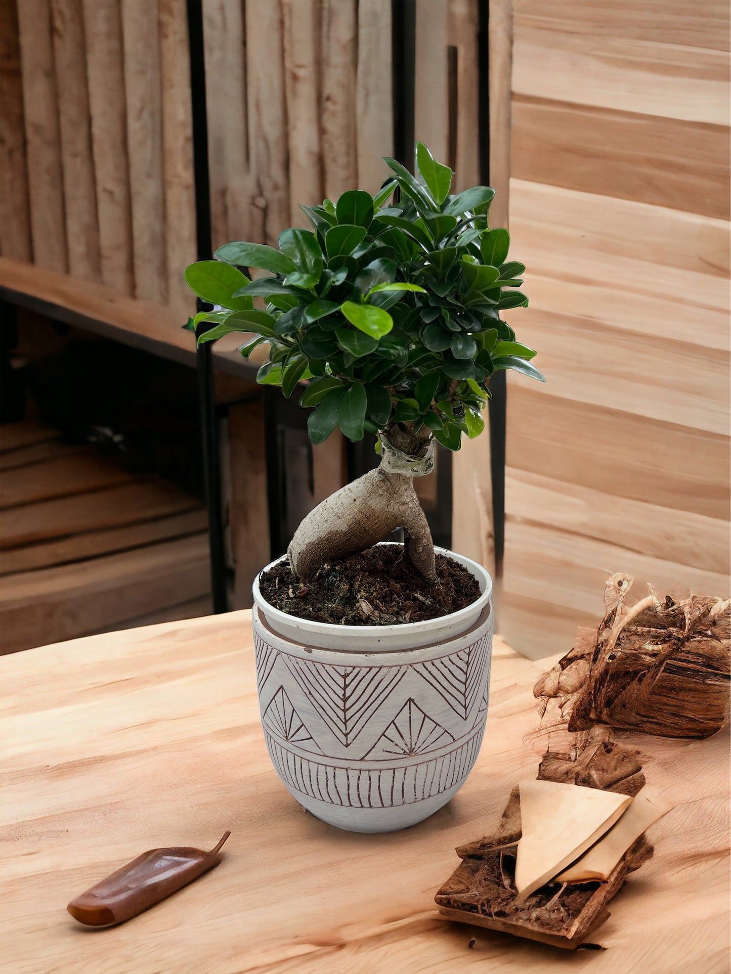 BONSAI FICUS GINSENG