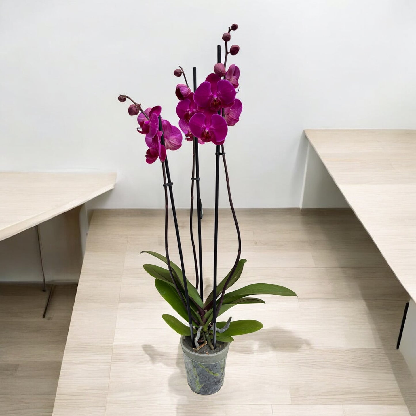 Phalaenopsis 3 steli