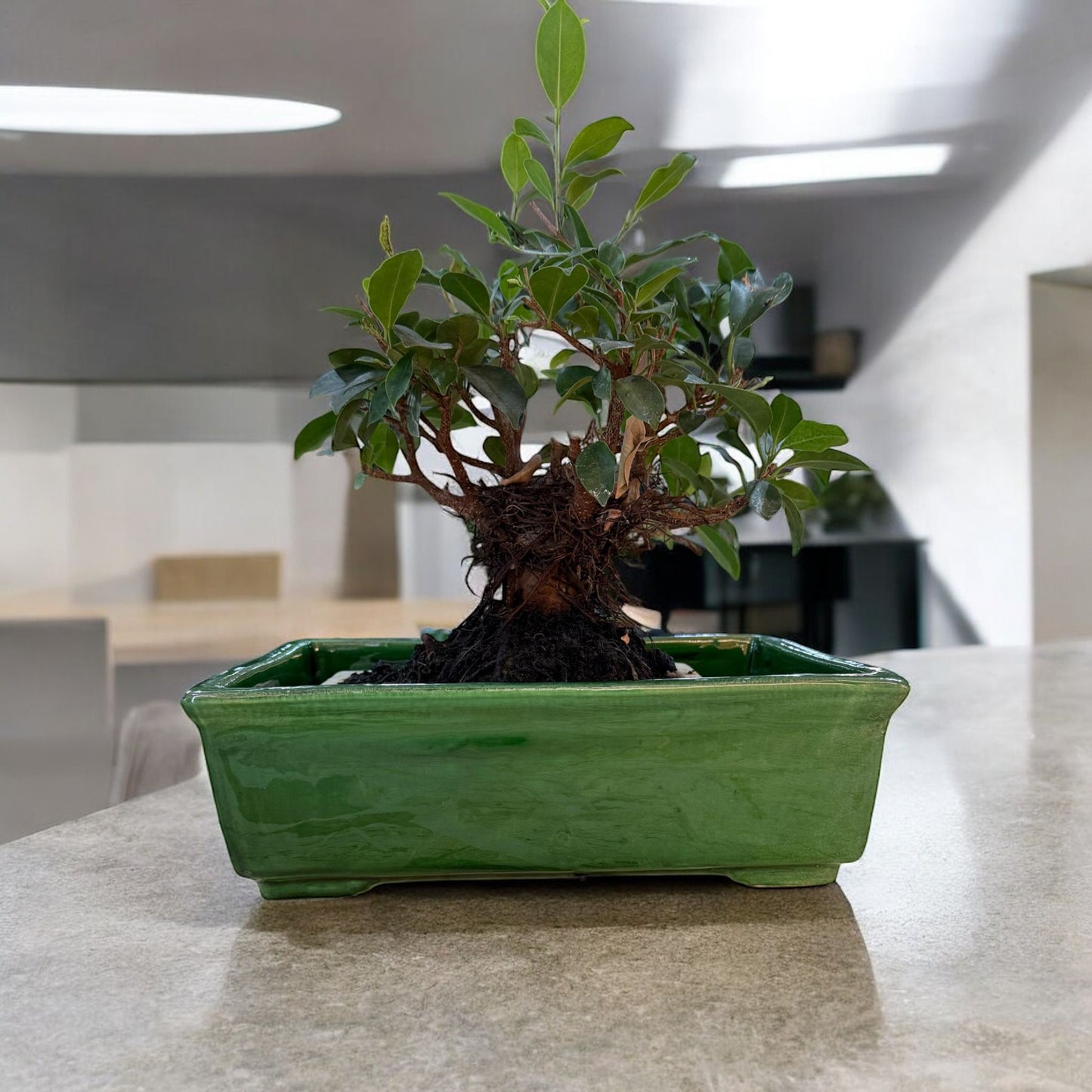 Cassetta Bonsai Rettangolare