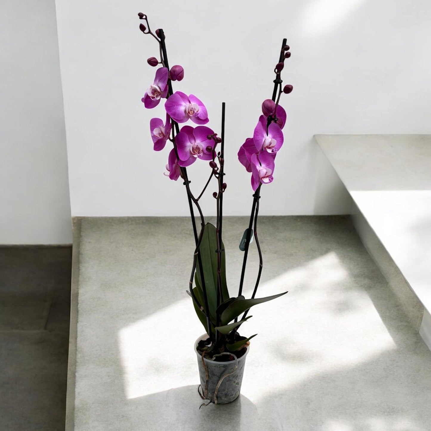 Phalaenopsis 3 steli