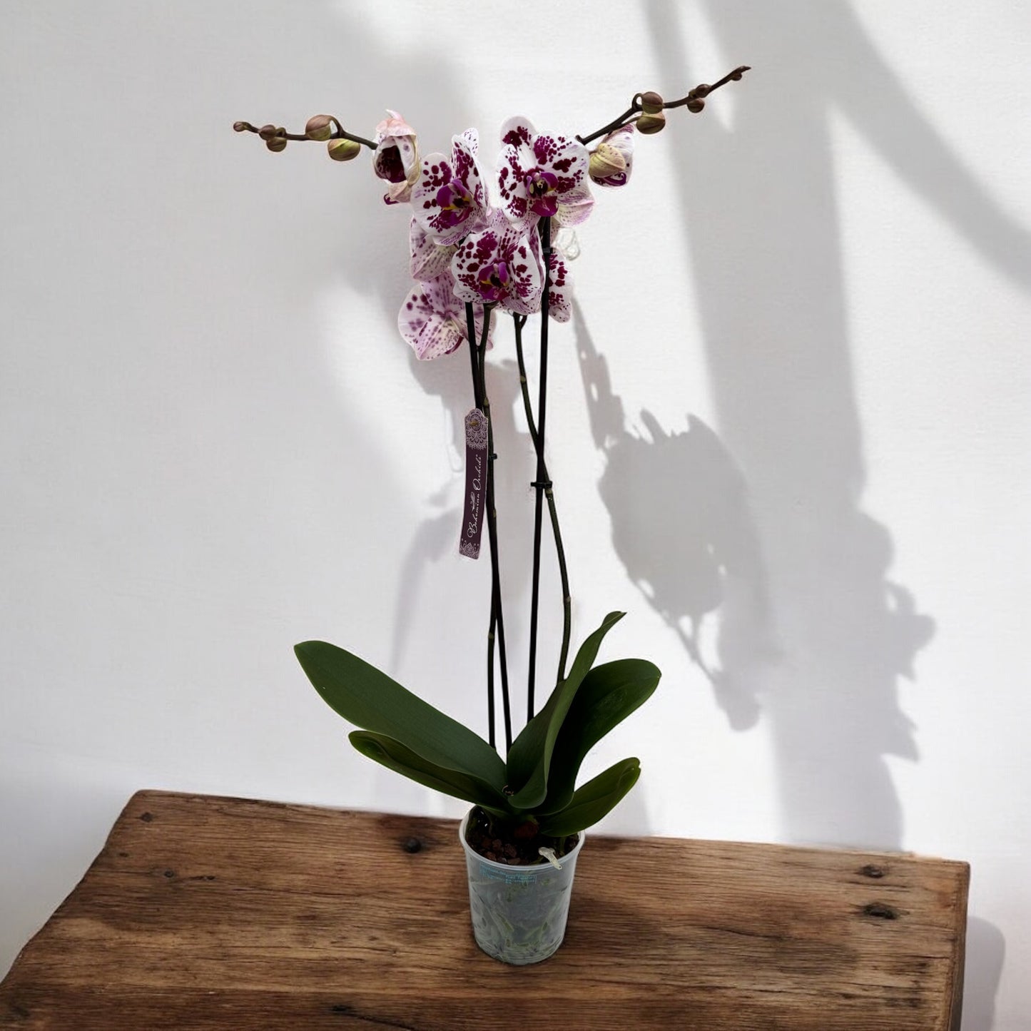 Phalaenopsis 2 steli