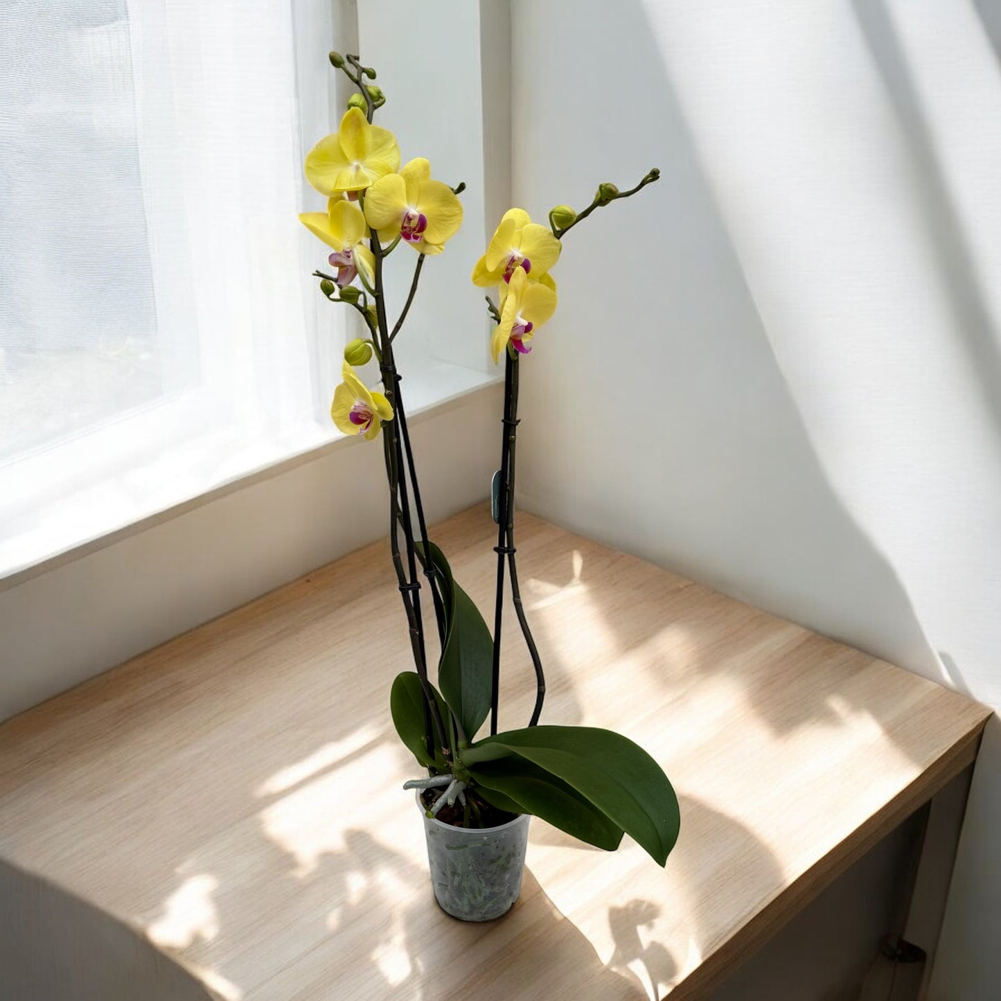 Phalaenopsis 3 steli