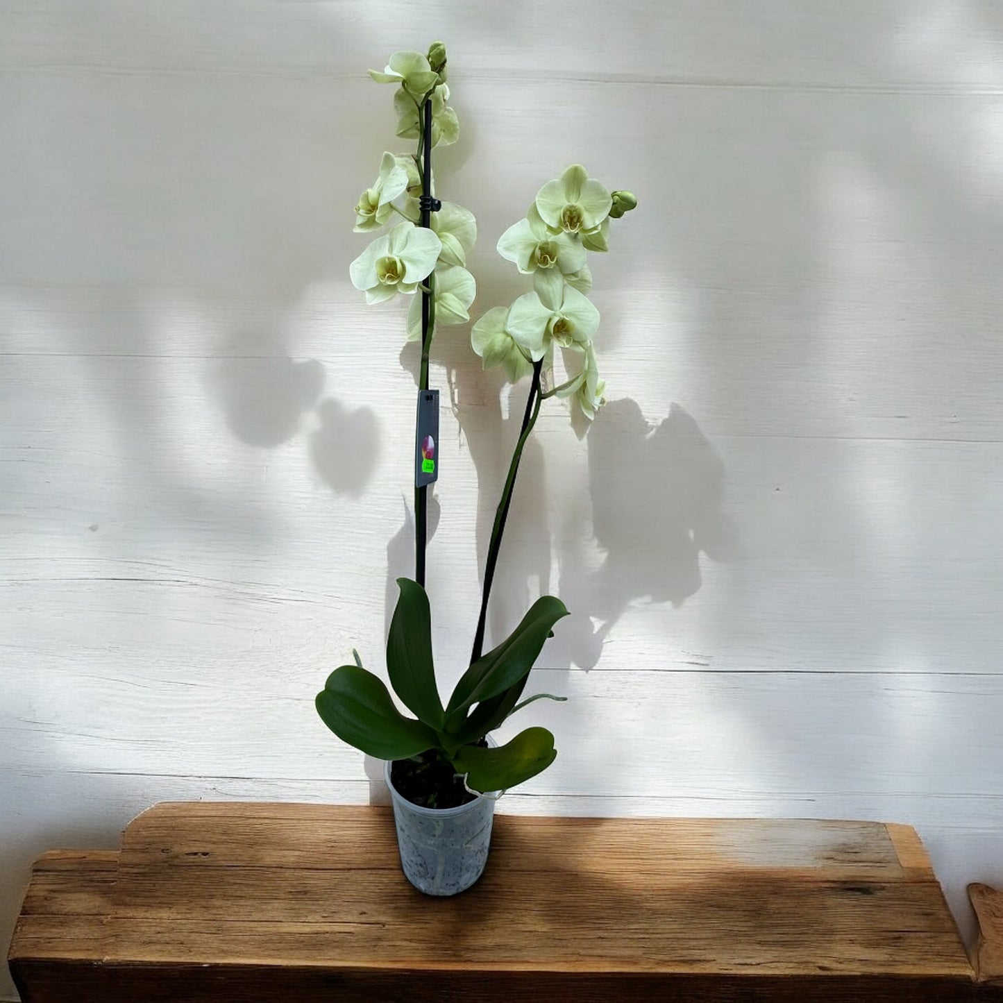 Phalaenopsis 2 steli