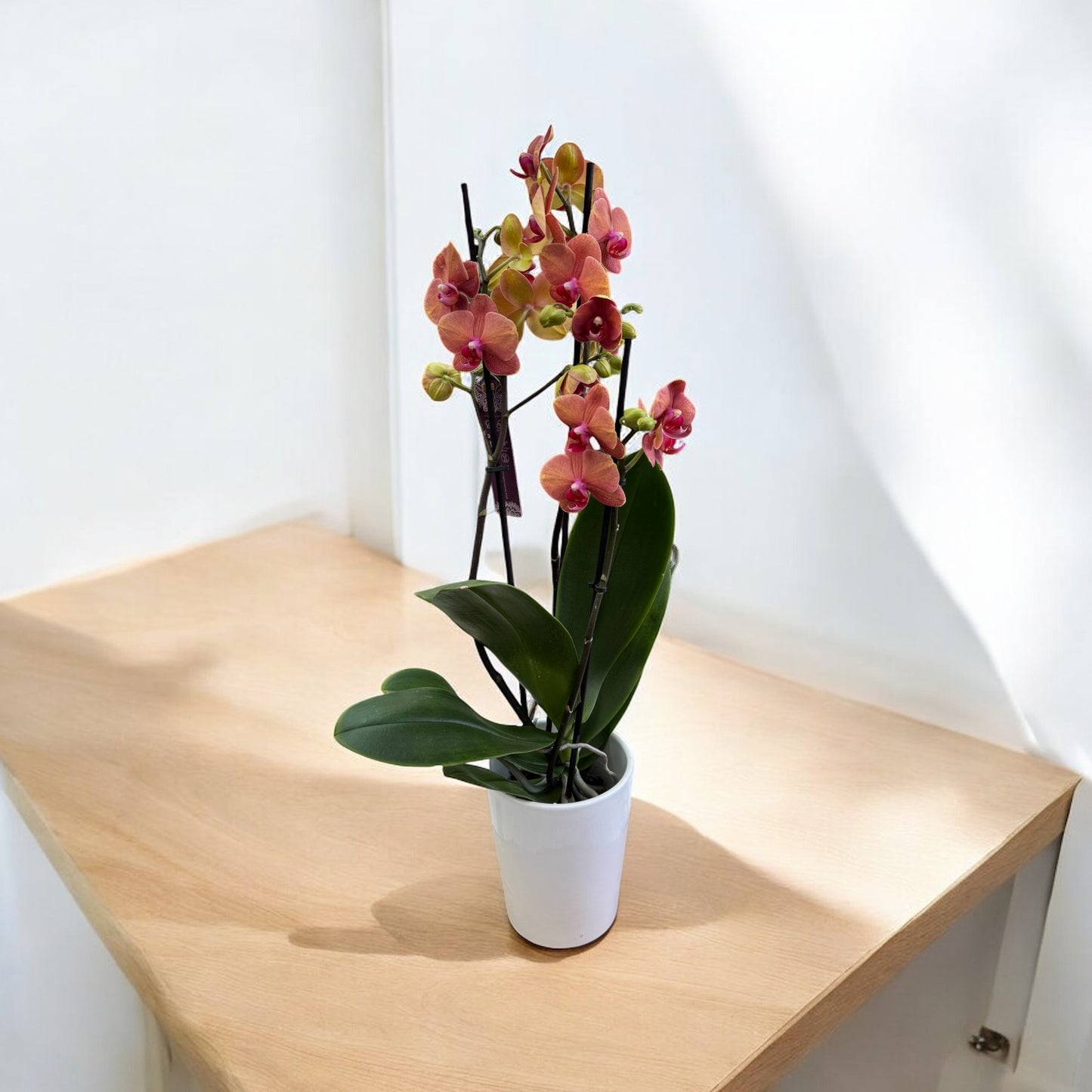 Phalaenopsis 3 steli