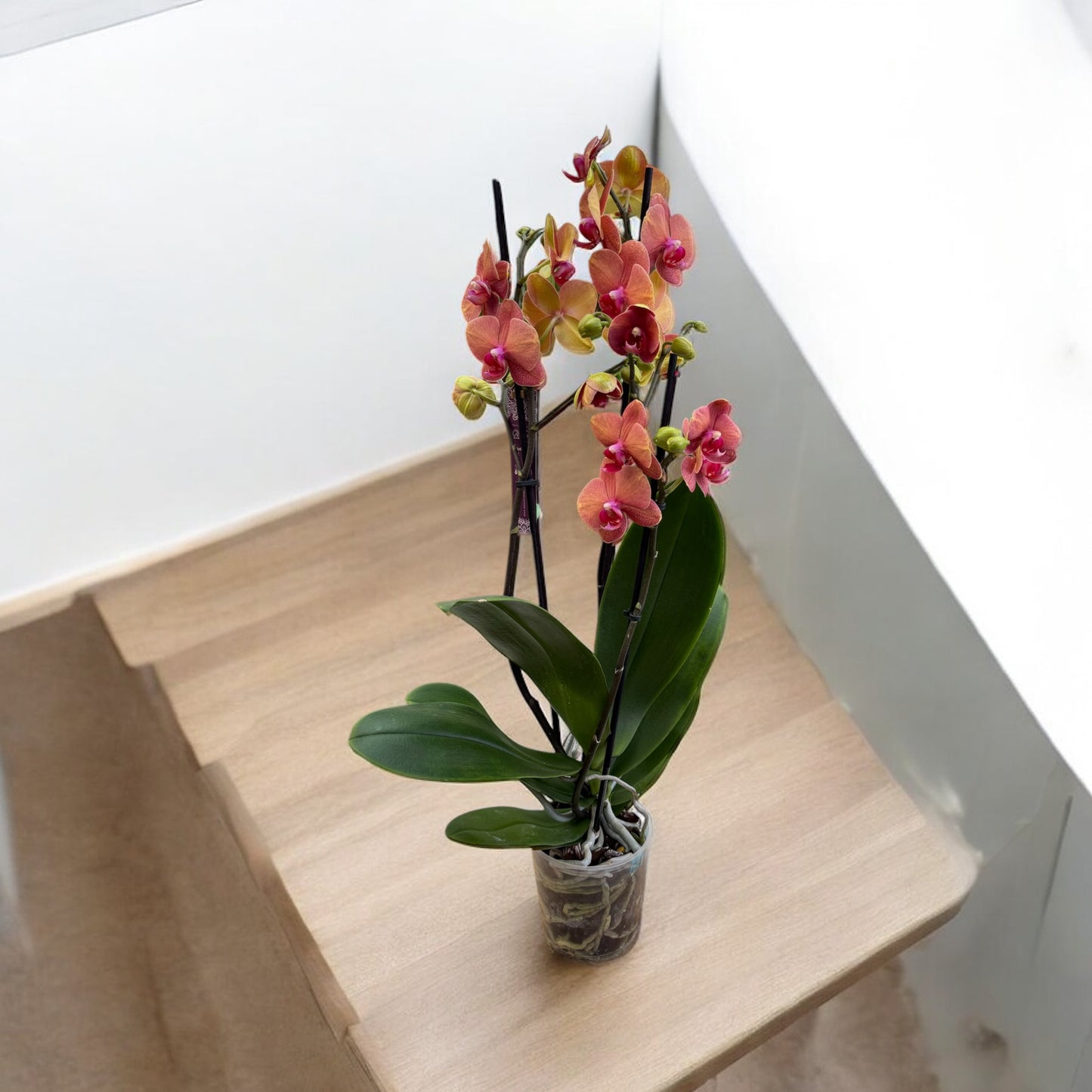 Phalaenopsis 3 steli