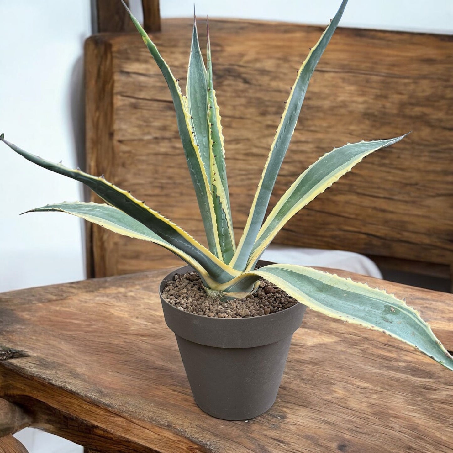 Agave Americana Variegata