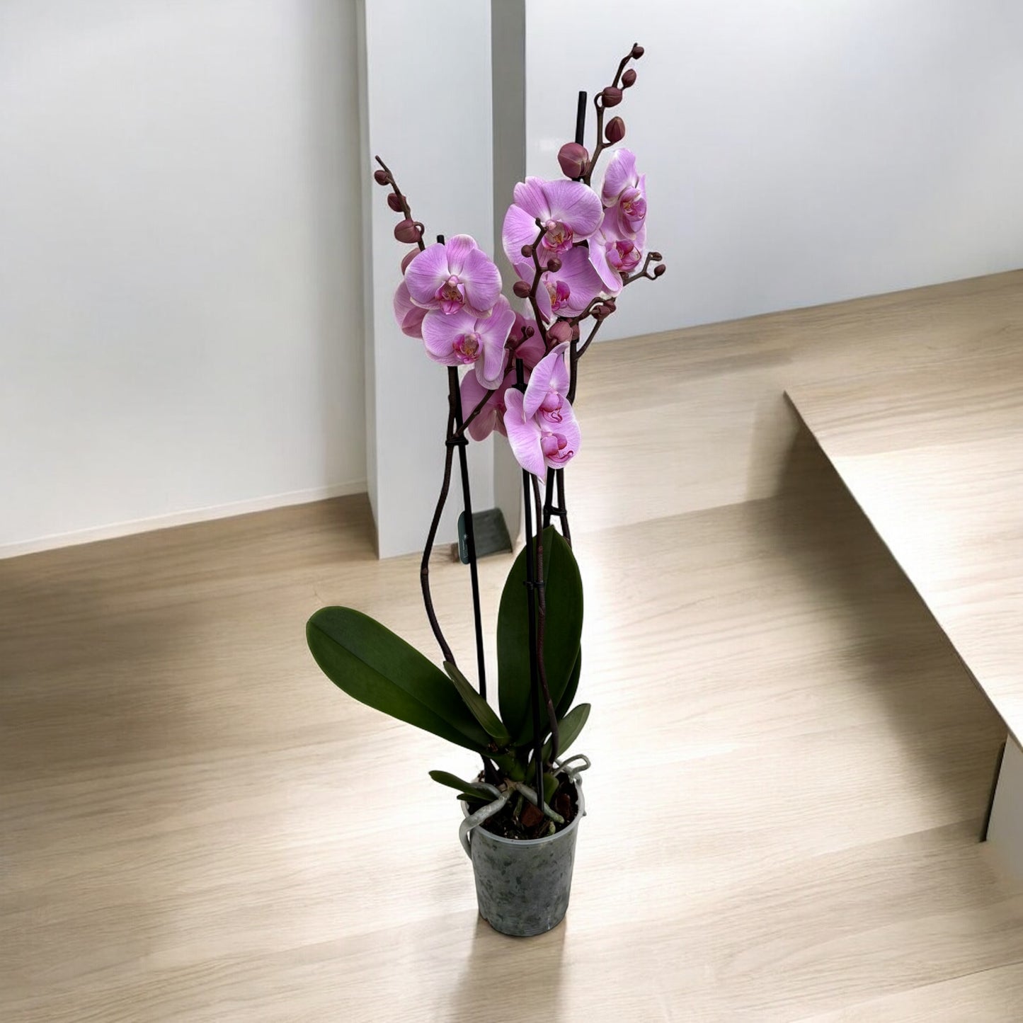 Phalaenopsis 3 steli