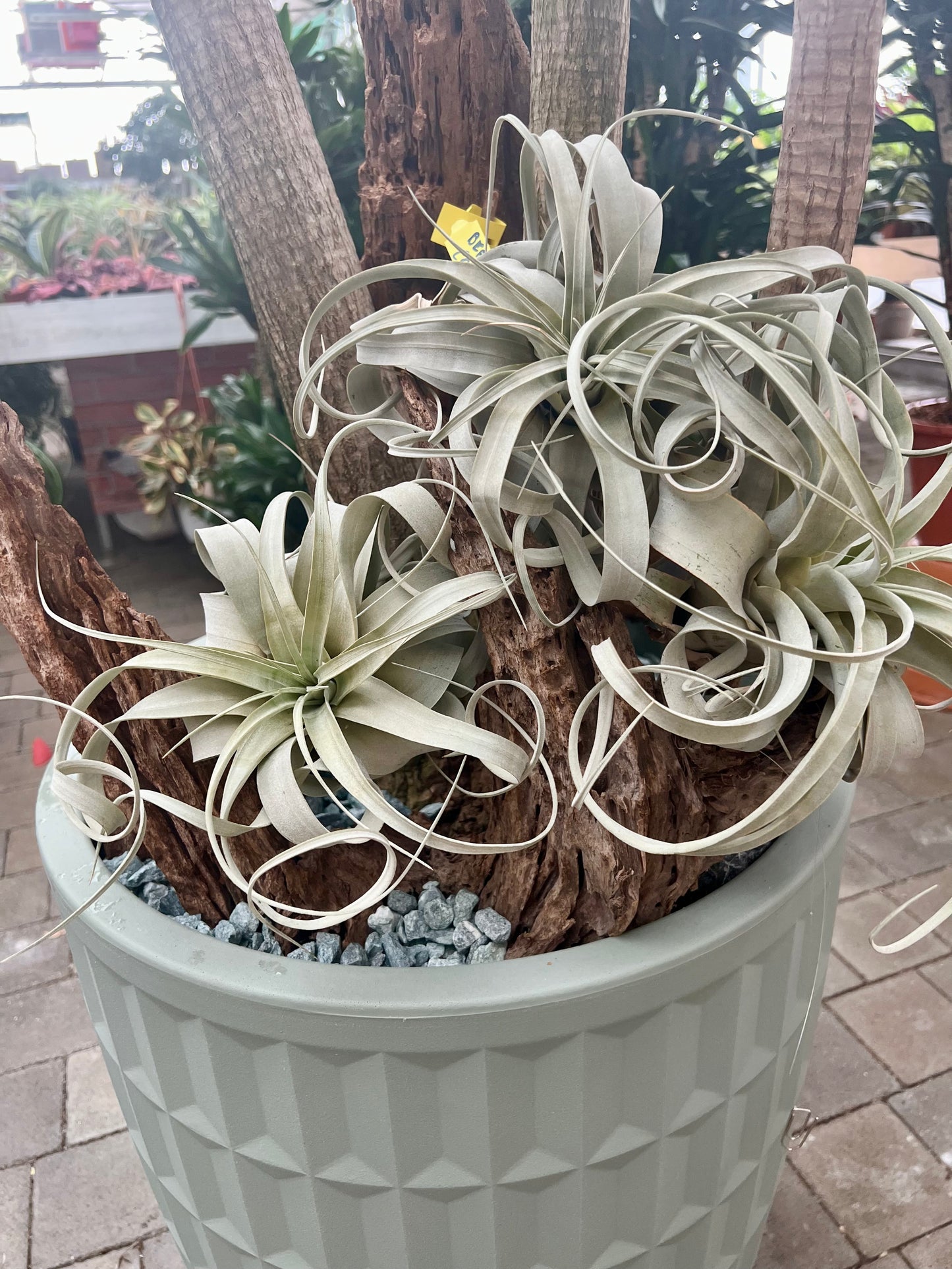 Tillandsia xerographica XL