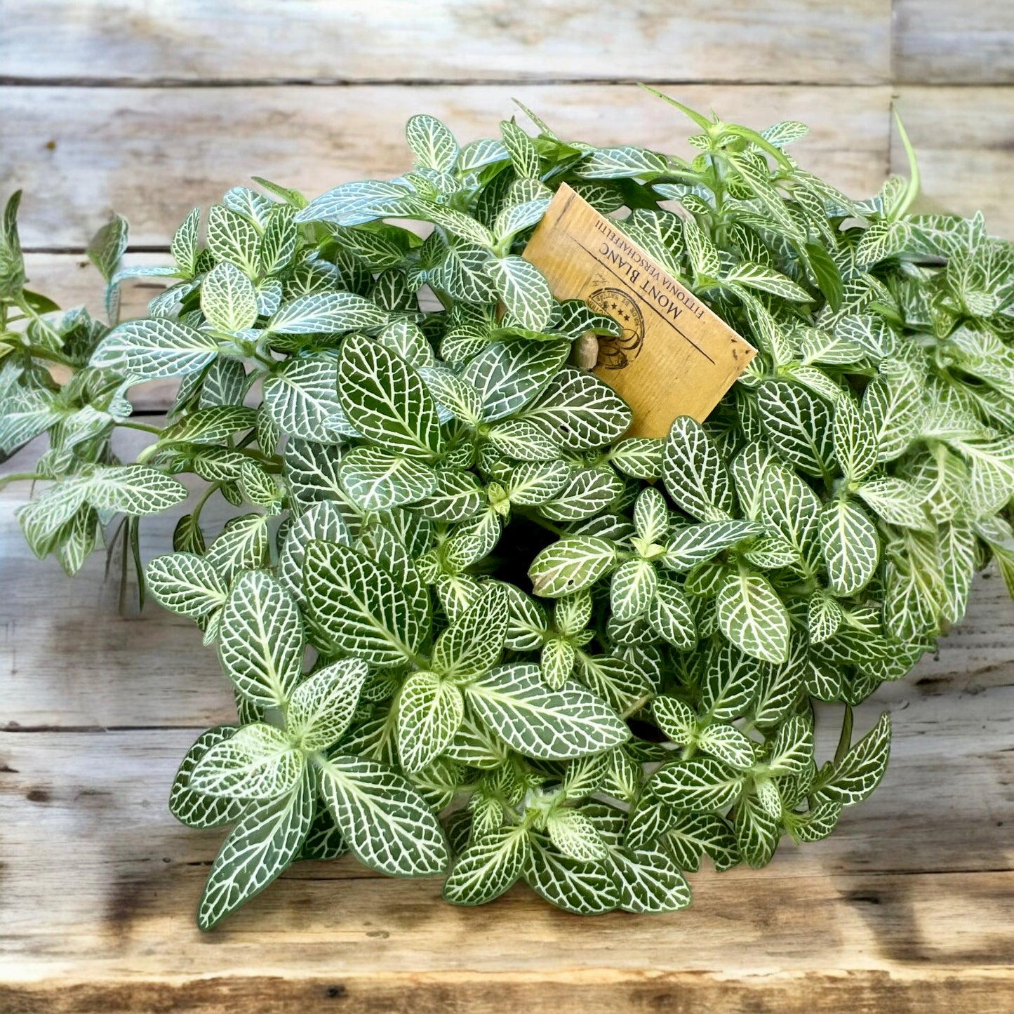 Fittonia