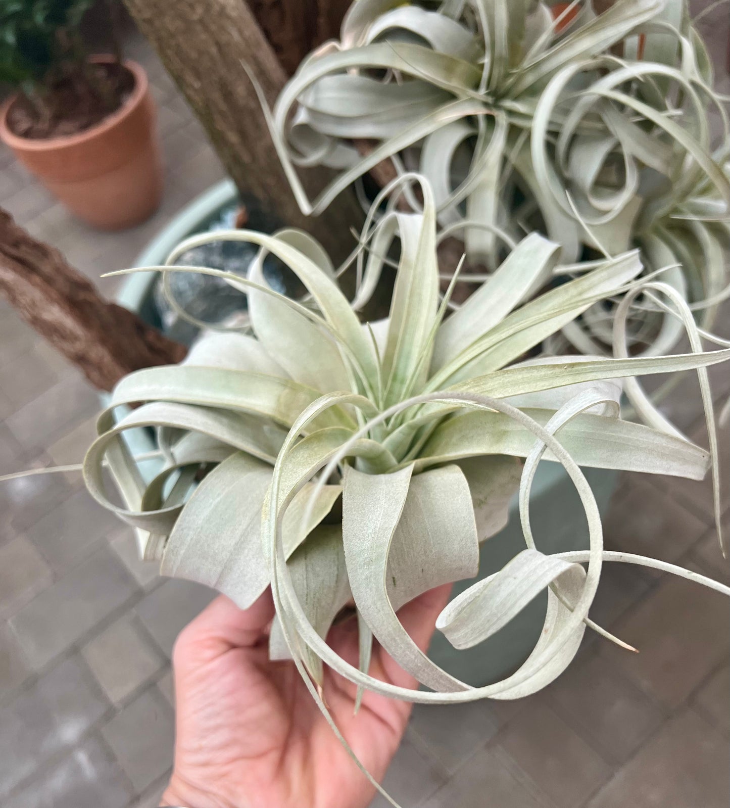 Tillandsia xerographica XL