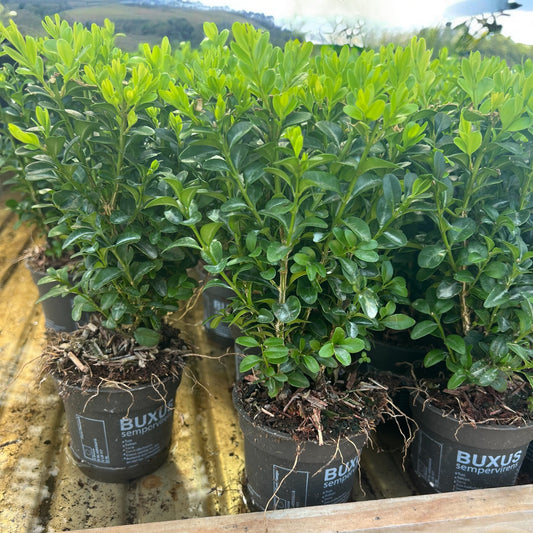 Buxus