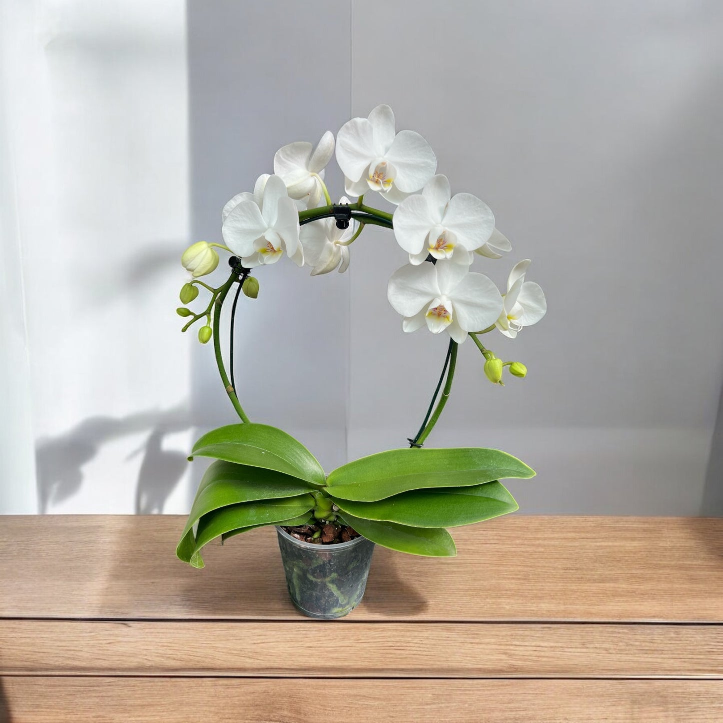 Phalaenopsis ad arco