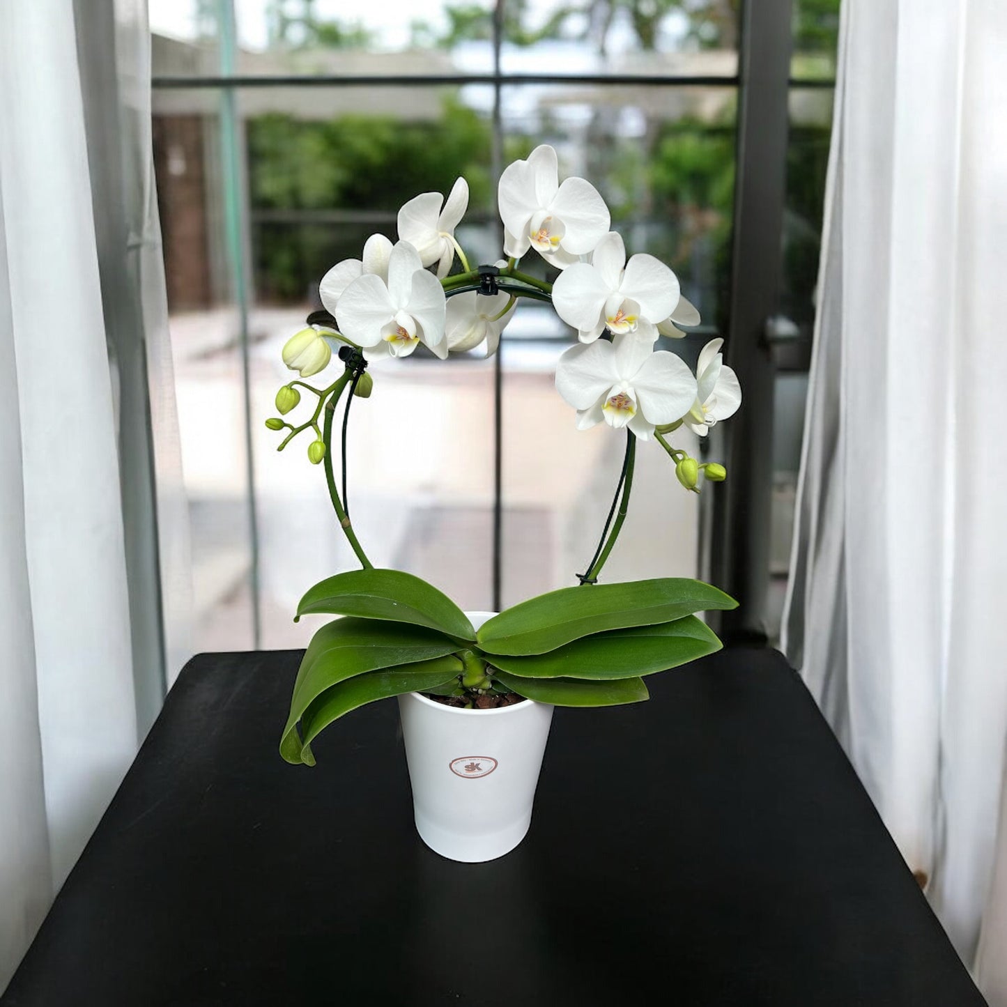 Phalaenopsis ad arco