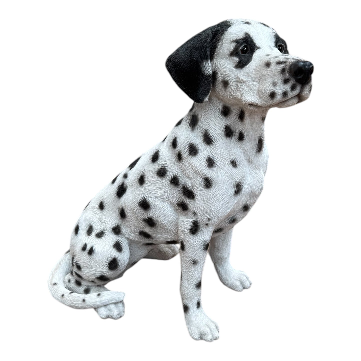 Dalmata