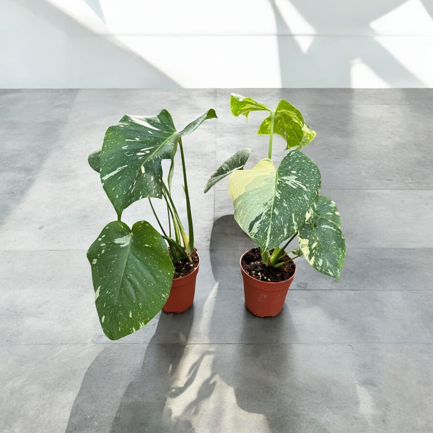 Monstera Thay Constelllation