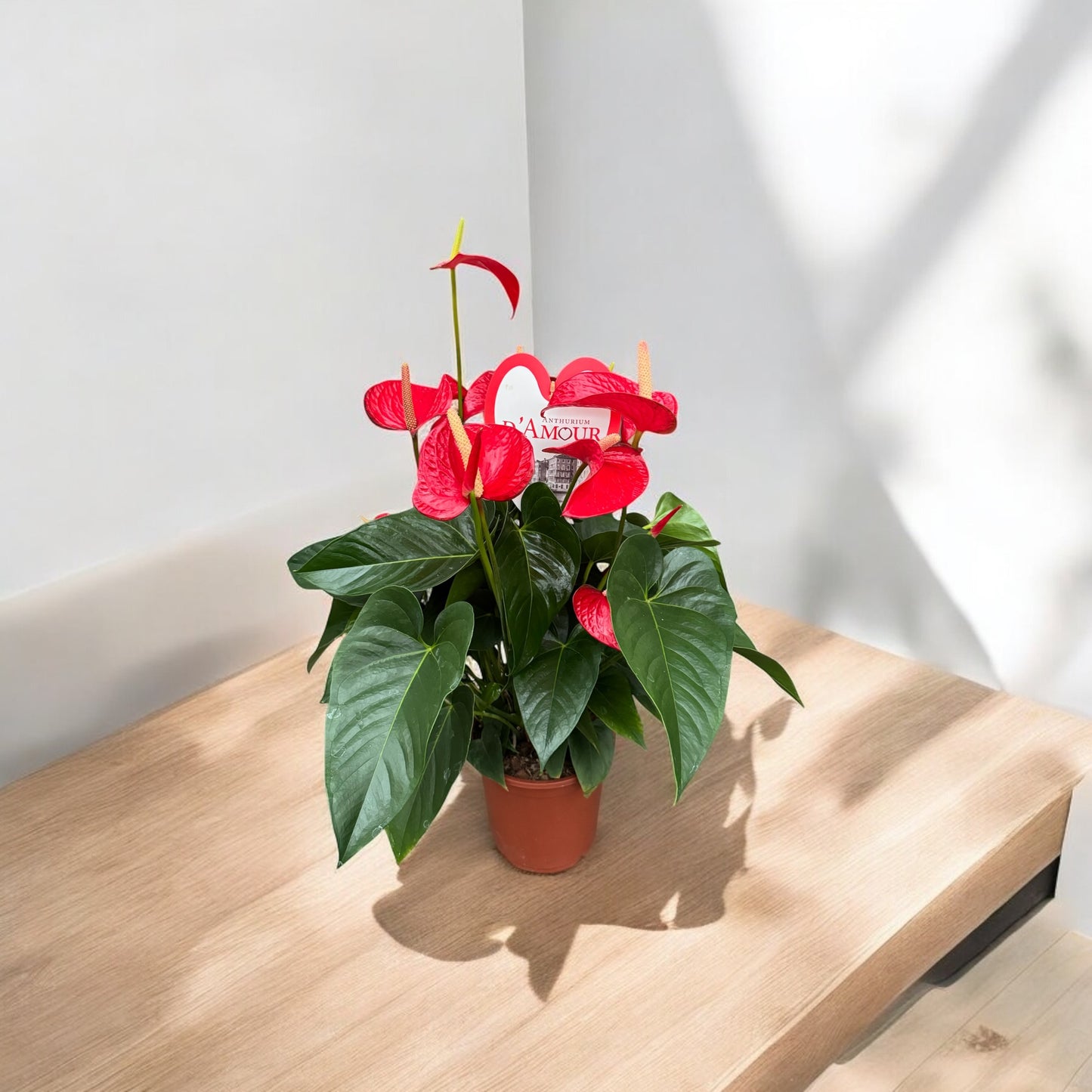 Anthurium D’Amour