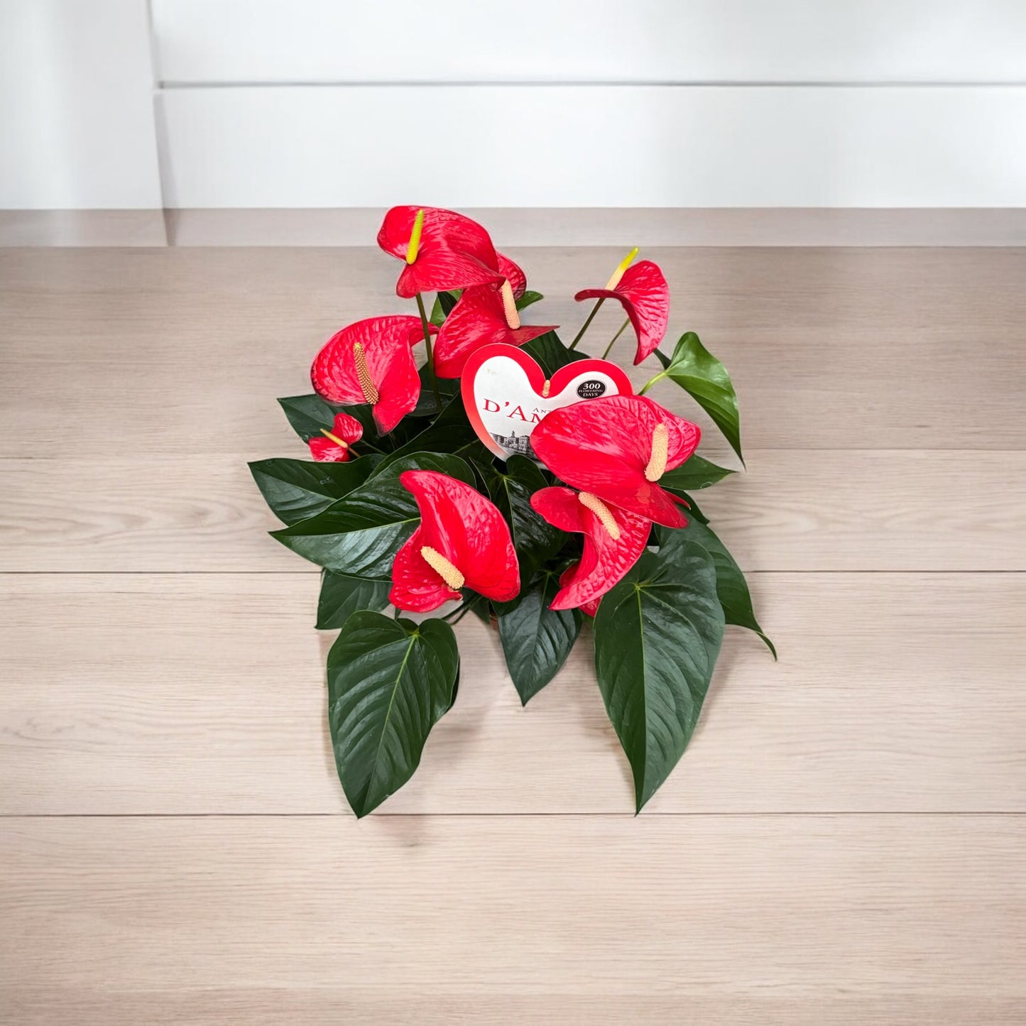 Anthurium D’Amour