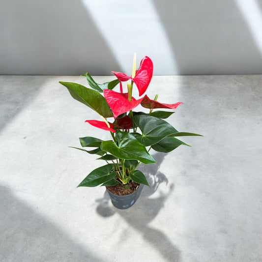 Anthurium Andreanum