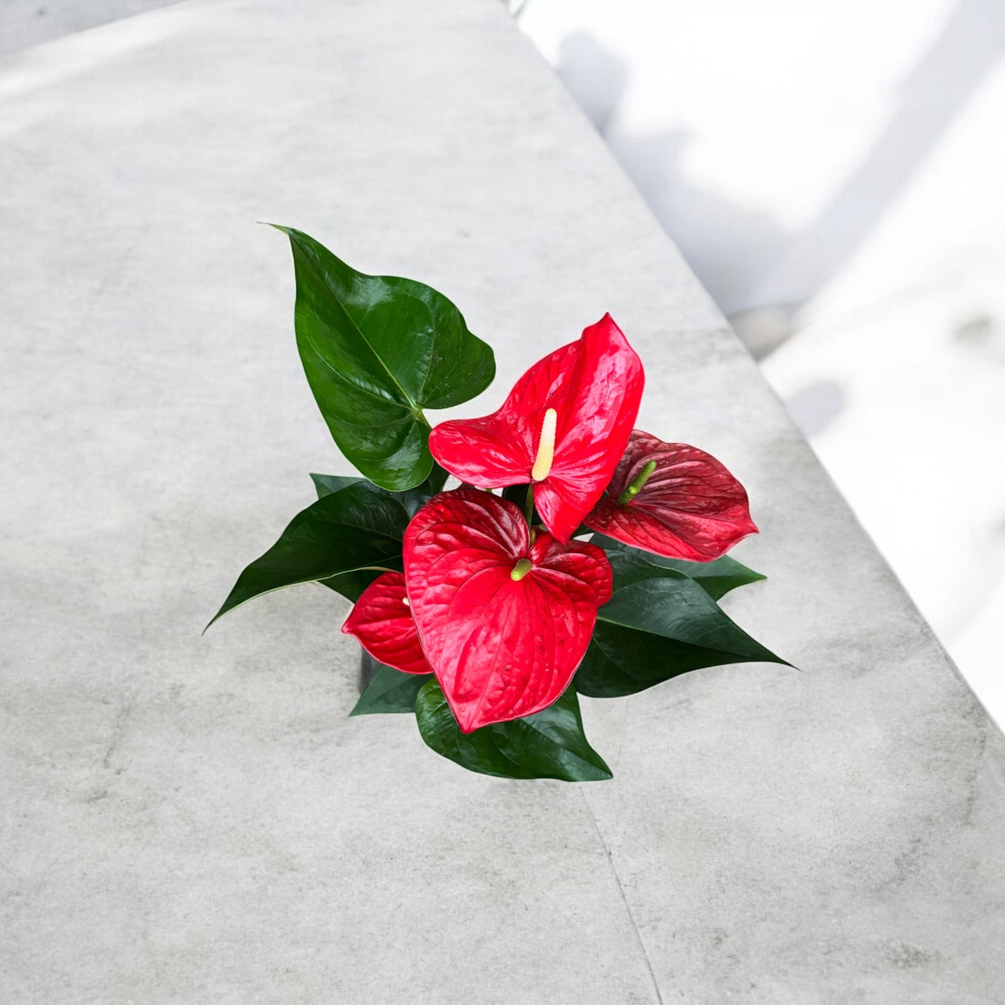 Anthurium Andreanum