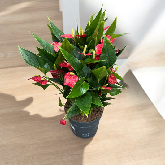 Anthurium Red Milion