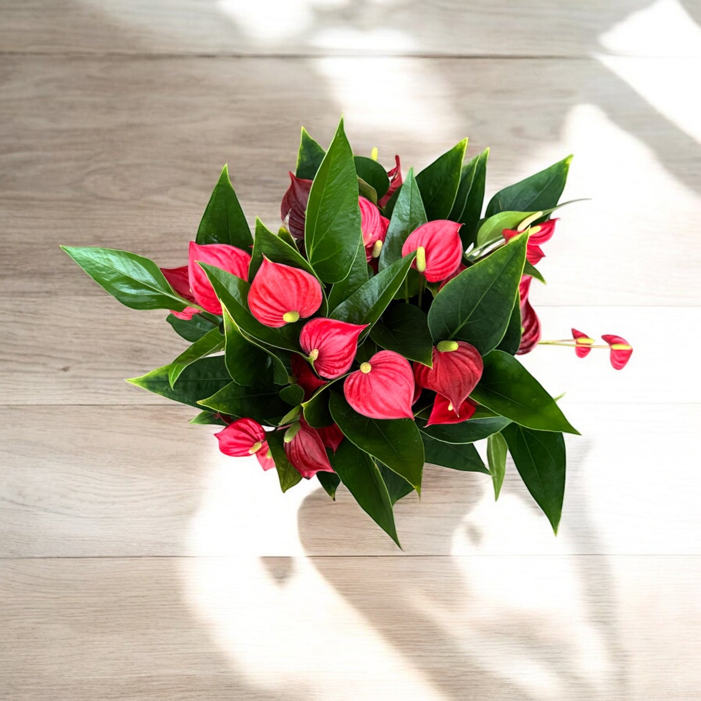 Anthurium Red Milion