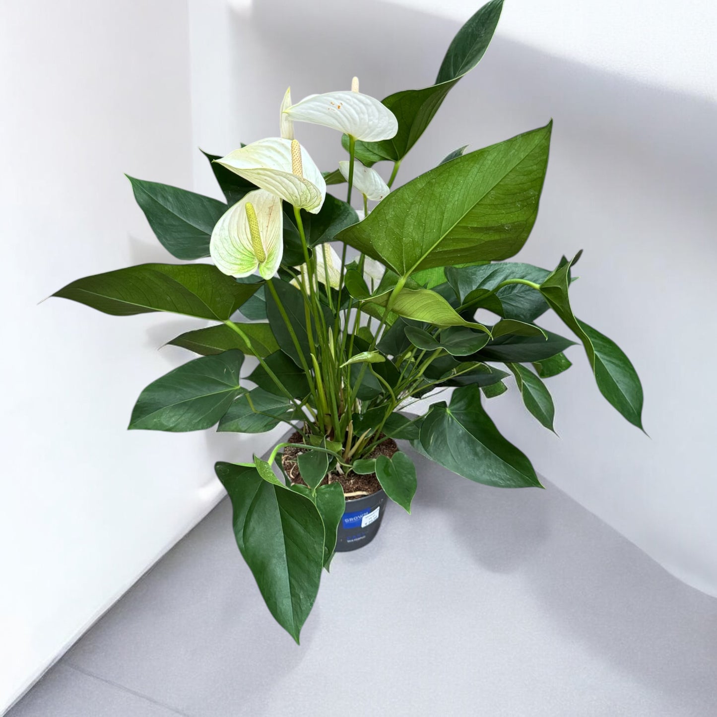 Anthurium White