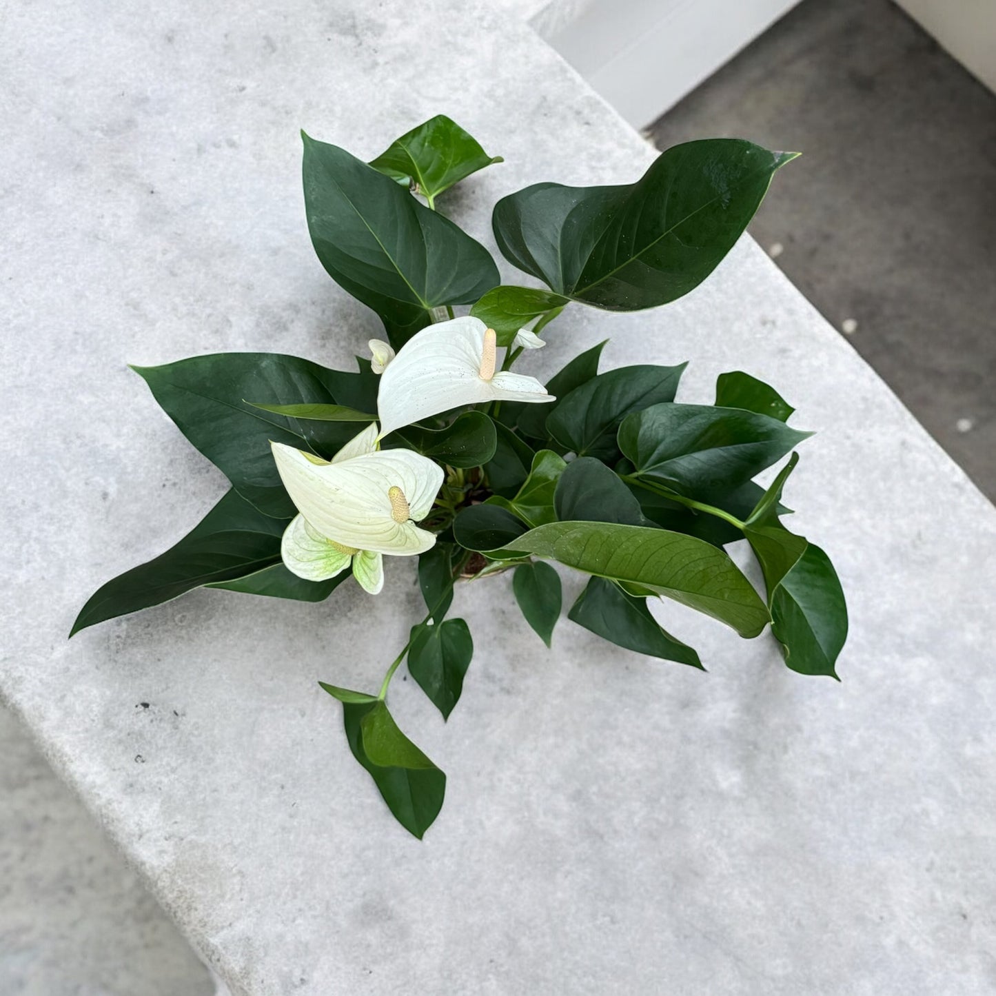 Anthurium White