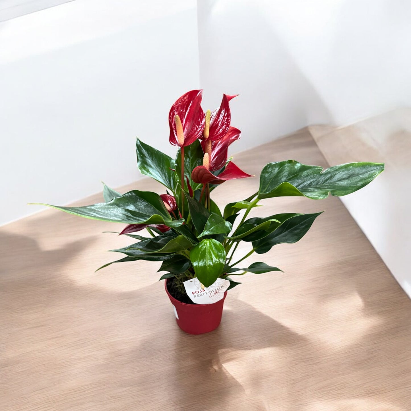 Anthurium Roja Perfection