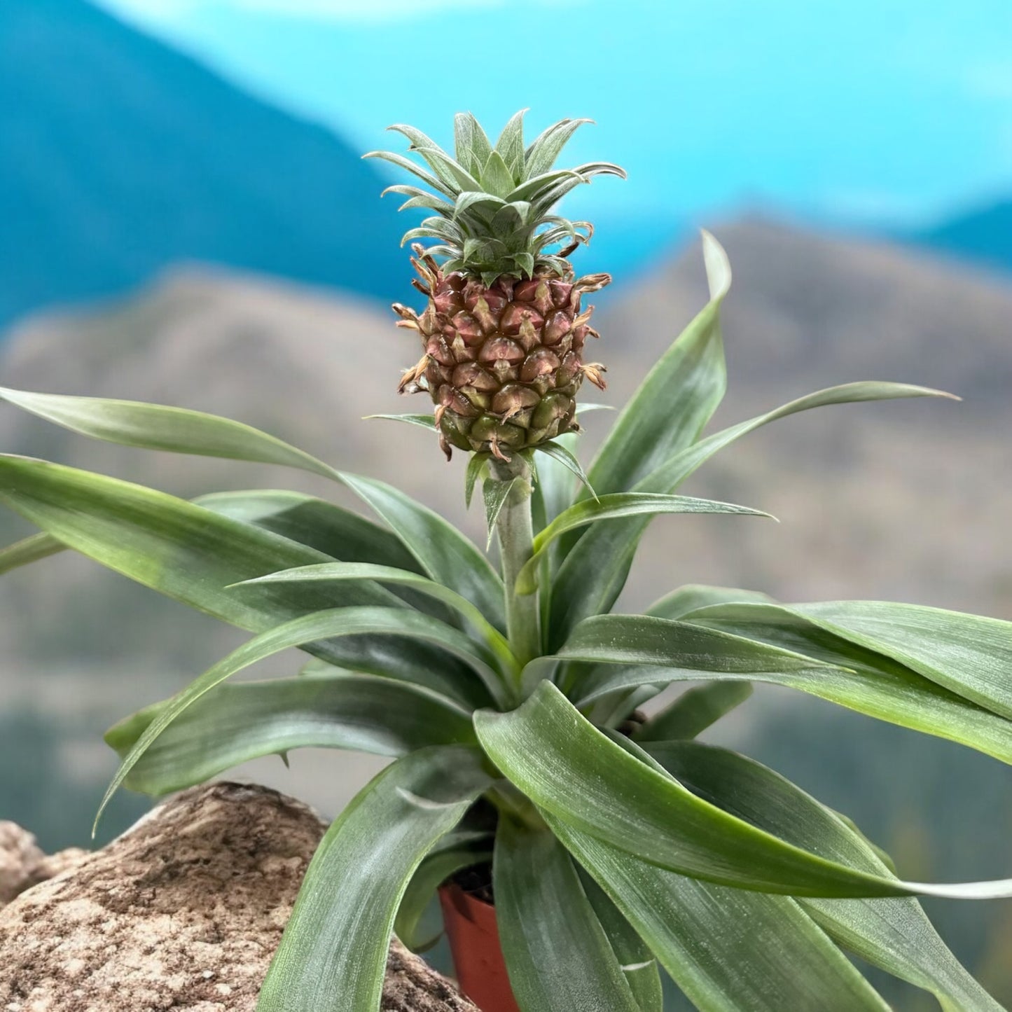 Pianta di ananas