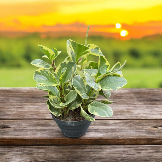 Peperomia Usa variegata