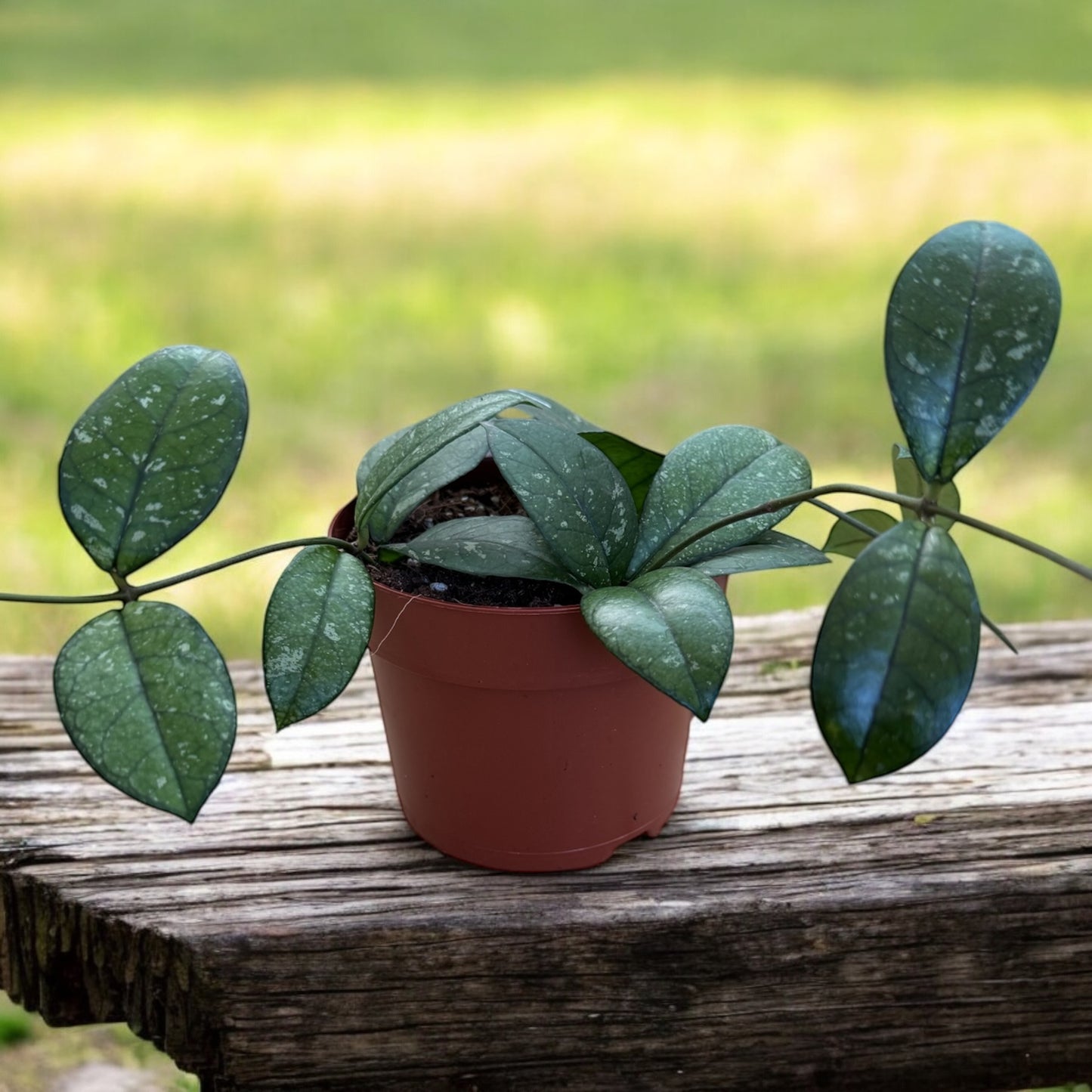 Hoya Crassipetiolata Splash