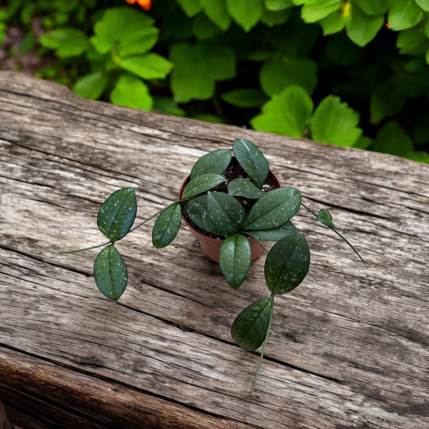 Hoya Crassipetiolata Splash