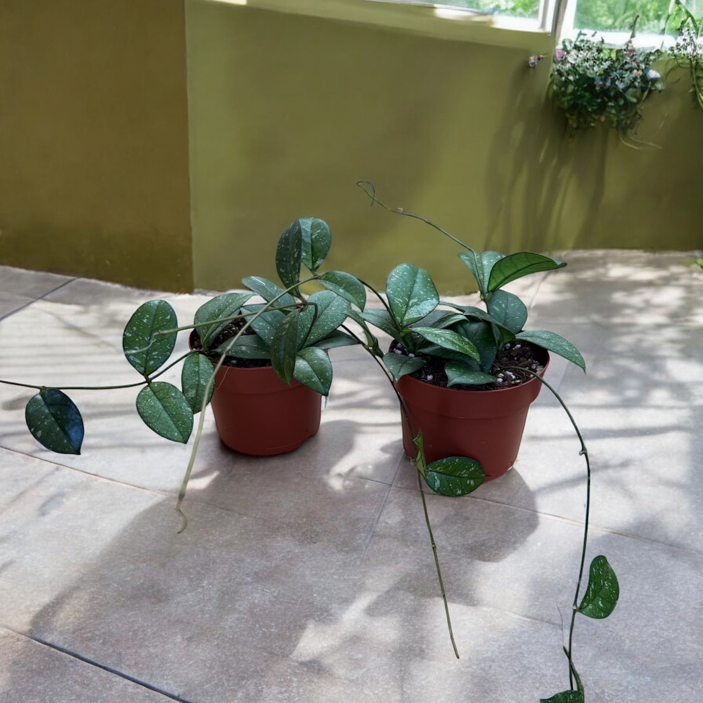 Hoya Crassipetiolata Splash