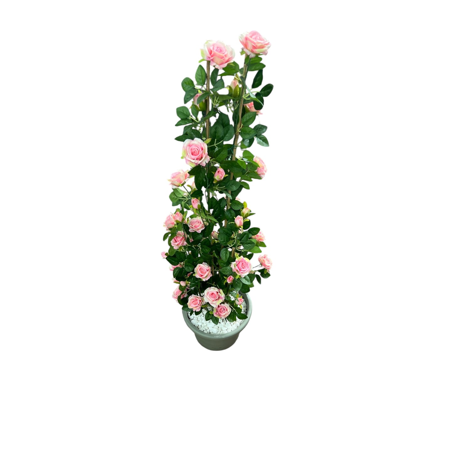 Rosa Rampicante in vaso