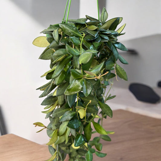 Hoya Burtoniae verde