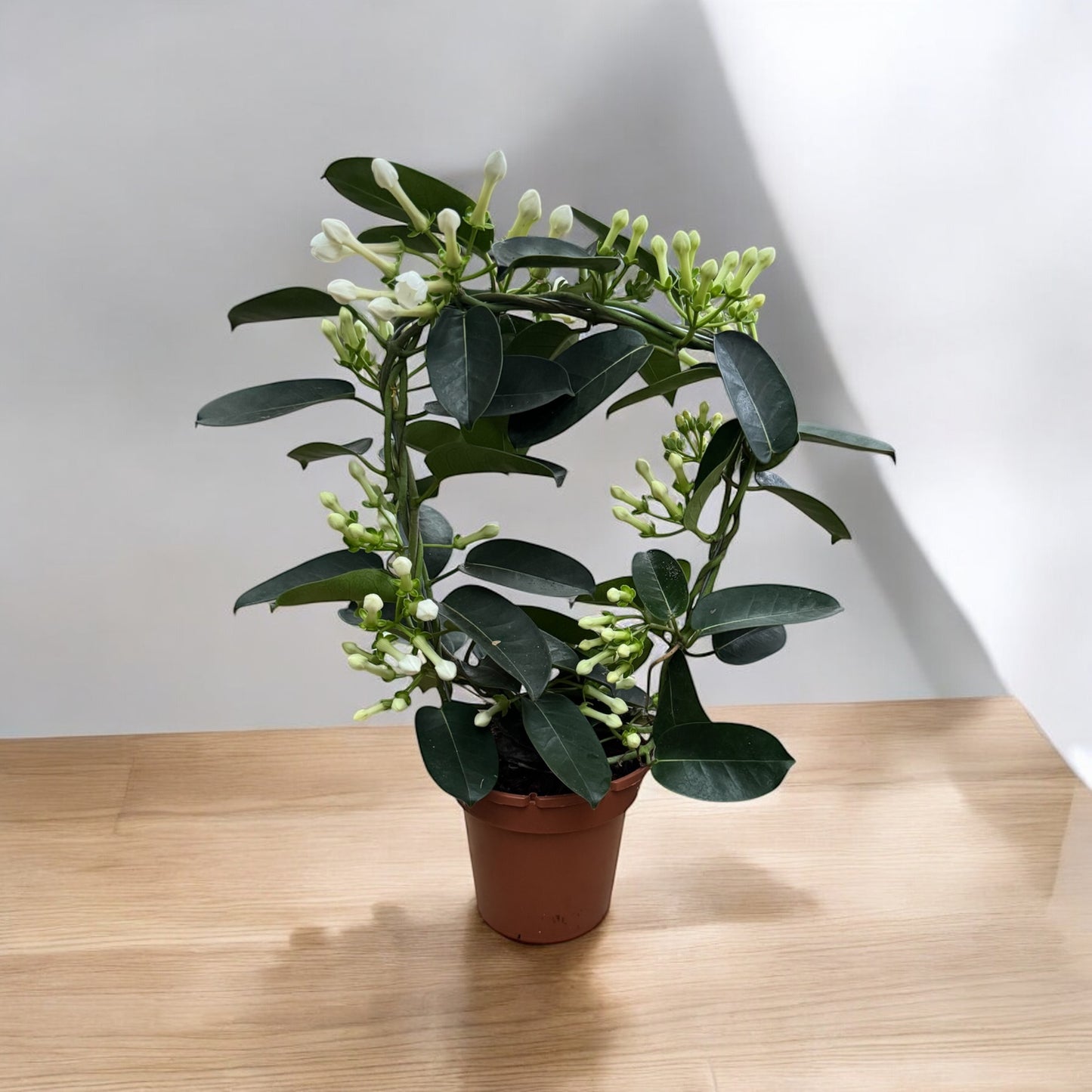 Stephanotis Floribunda ad arco