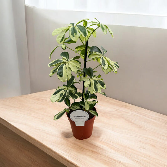 Schefflera Charlotte