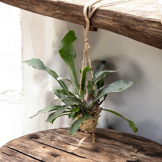 Platycerium in Kokedama