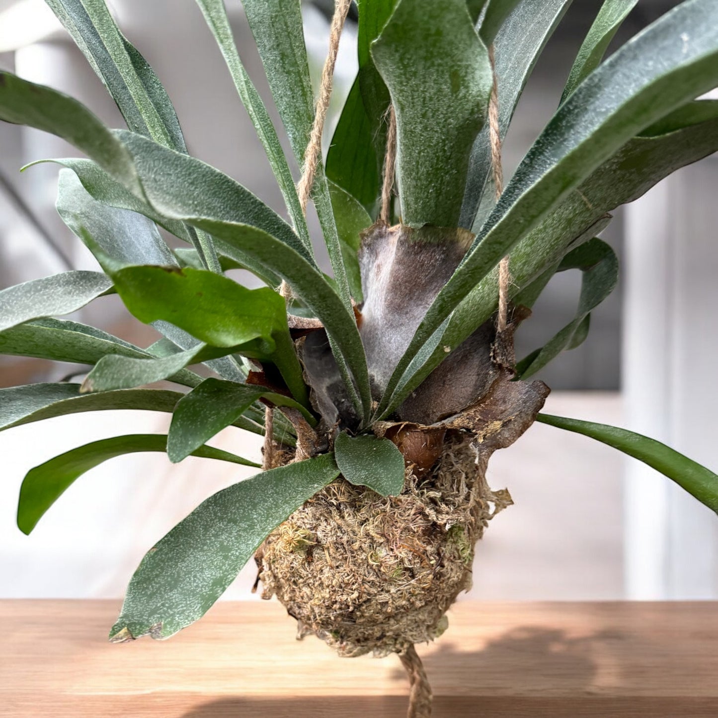 Platycerium in Kokedama