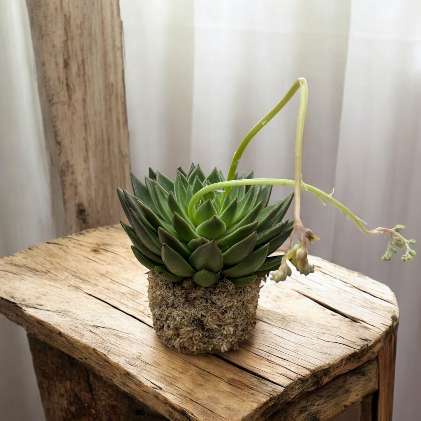 Echeveria Miranda in Kokedama