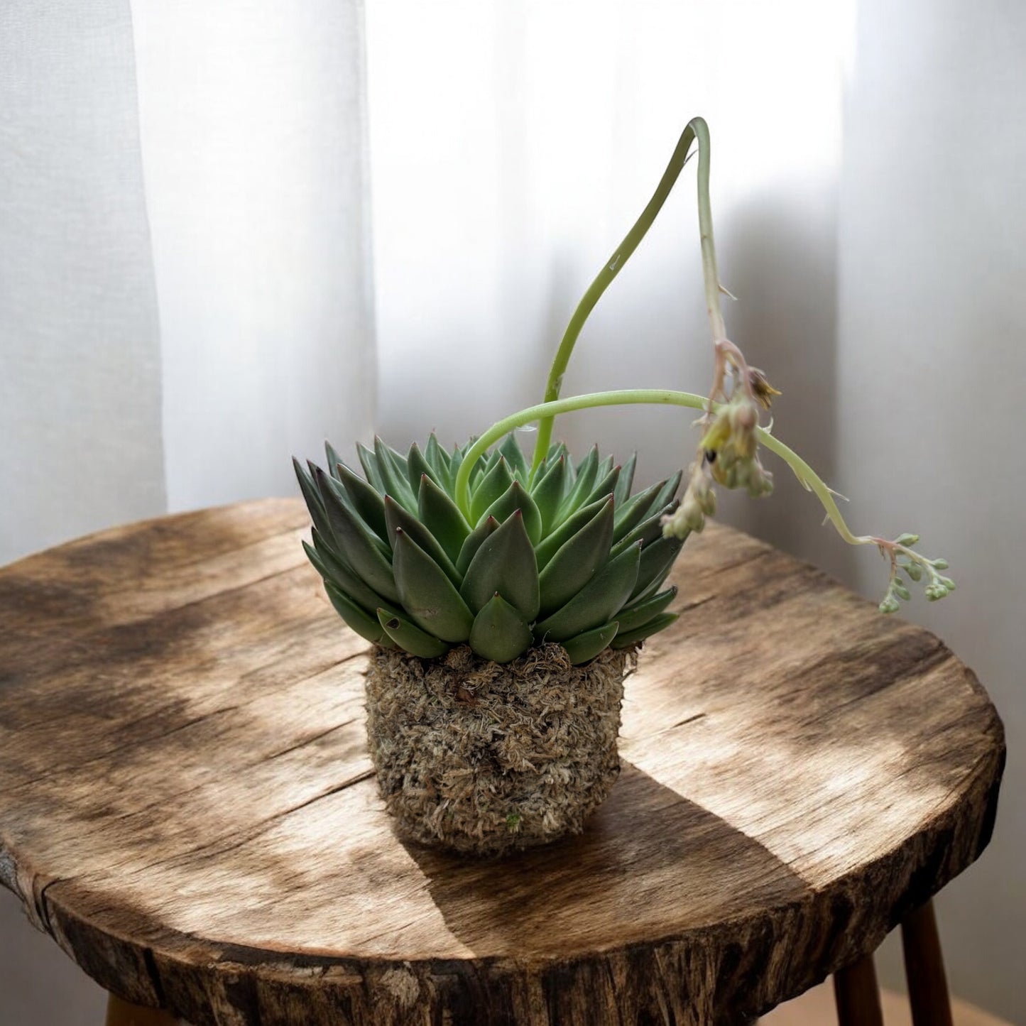 Echeveria Miranda in Kokedama